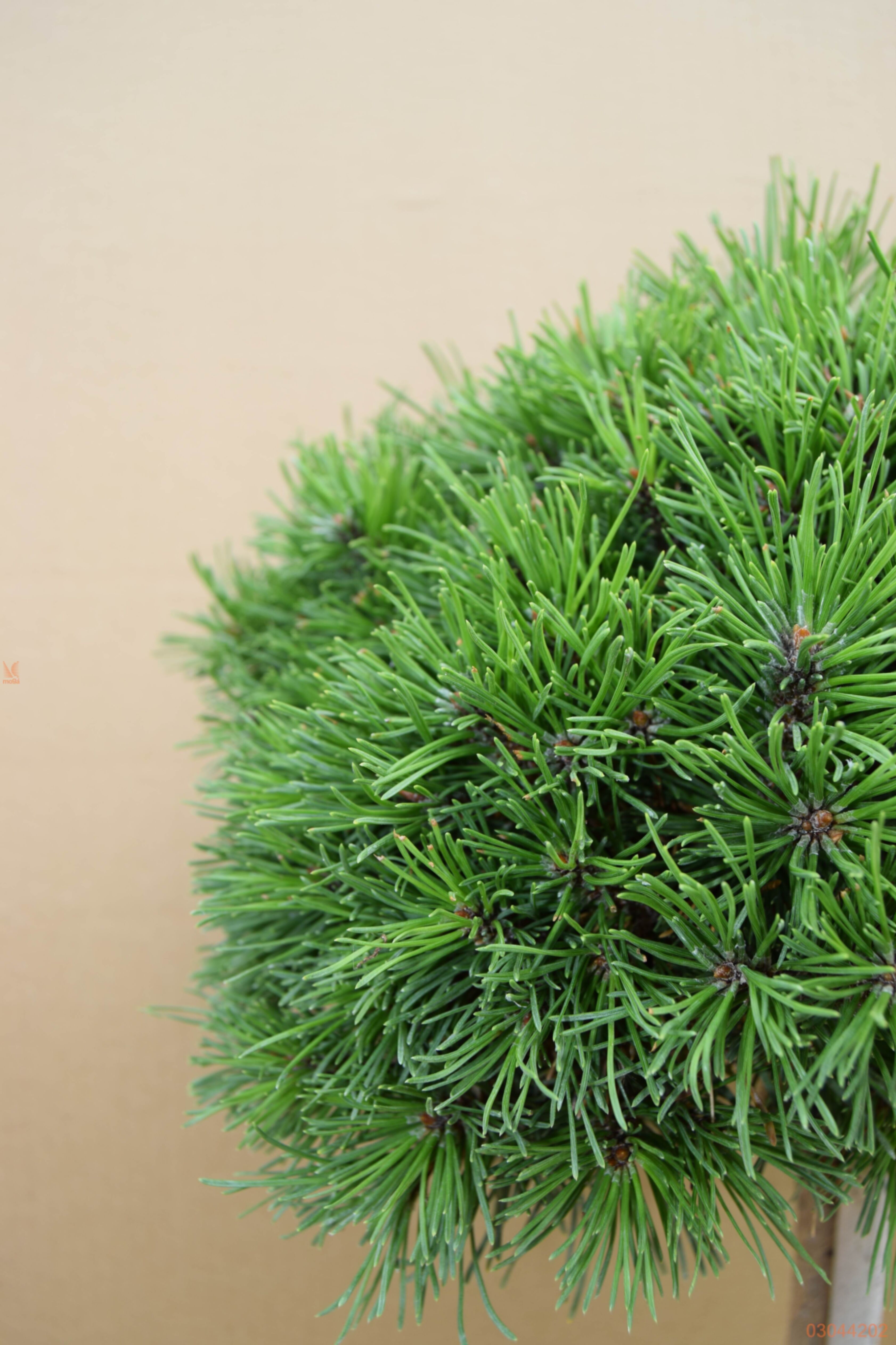 Сосна горная Альгой штамб